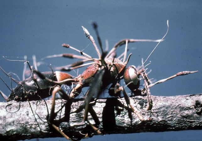 Cordyceps